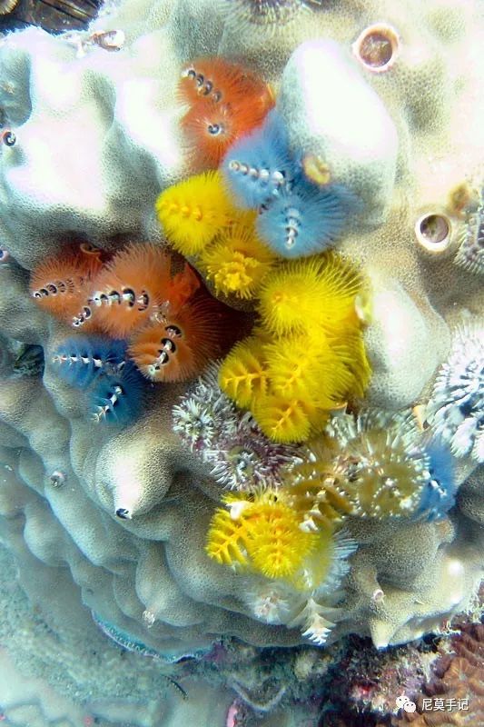 海洋科普764海底圣诞树大旋鳃虫
