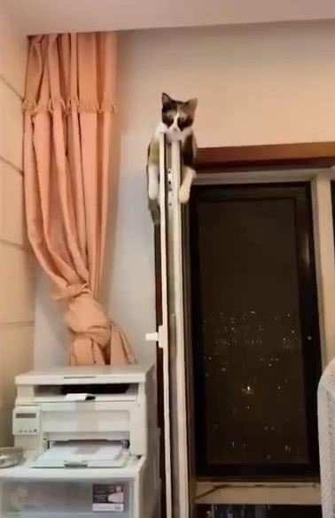 男子推开家门,抬头的一瞬间直接笑喷,猫:看啥呢