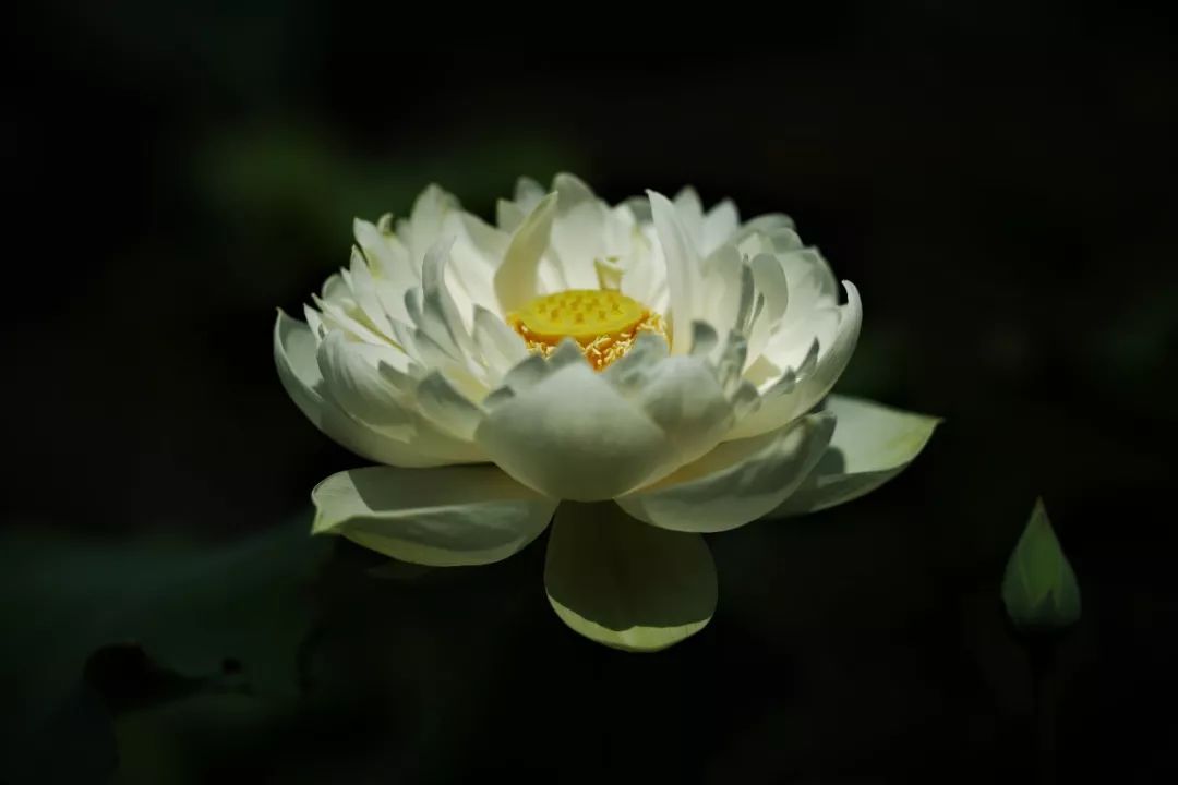 2018年5月9日,流离千载的唐招提寺青莲吉祥回山,竟与当年鉴真大师携往