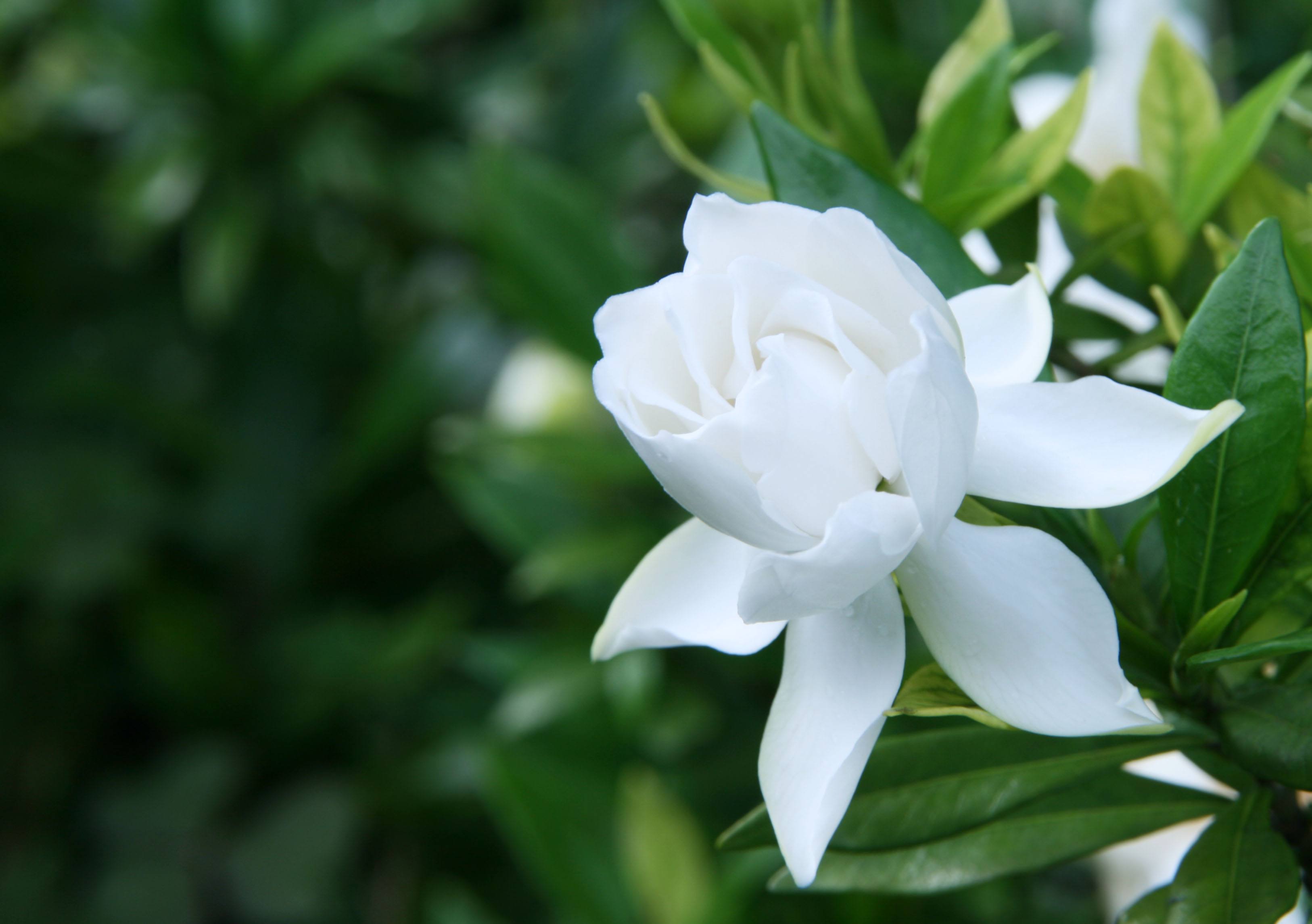 栀子花开忆长姐文光山县陈茂声