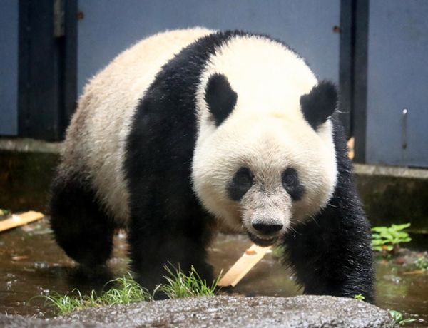 两岁熊猫香香成治愈系萌宠日本民众看你百遍也不厌倦