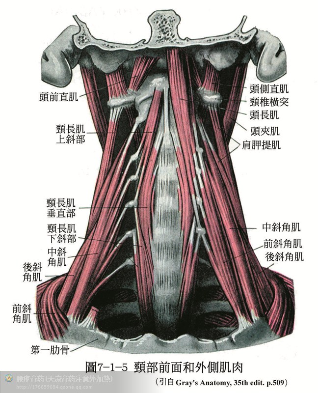 人體解剖骨骼肌肉超全面的套圖