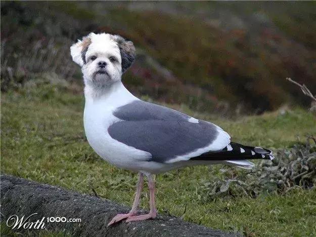 ps脑洞风暴:当狗狗遇到了ps大神,居然成了这幅鸟样