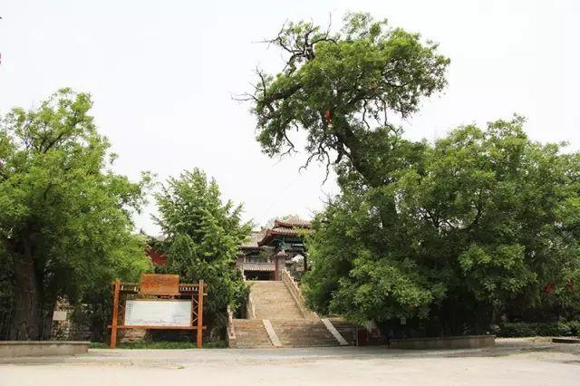 葫蘆套老村西北柿樹,位於柴胡店葫蘆套影視基地,樹齡230年,樹高9cm