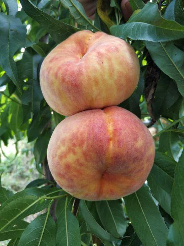 瑞蟠21蟠桃苗品种介绍瑞蟠21蟠桃苗栽培要点