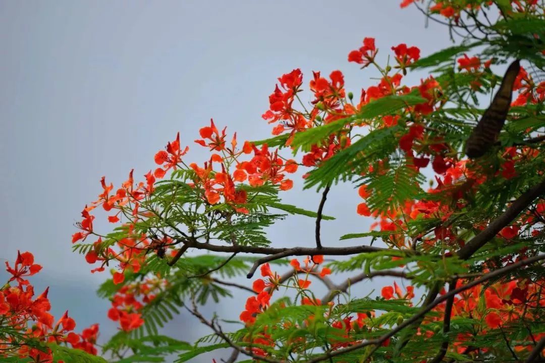 鳳凰花開兩季一季緣來 一季緣散人生聚散總有定數但在離別還未到來之