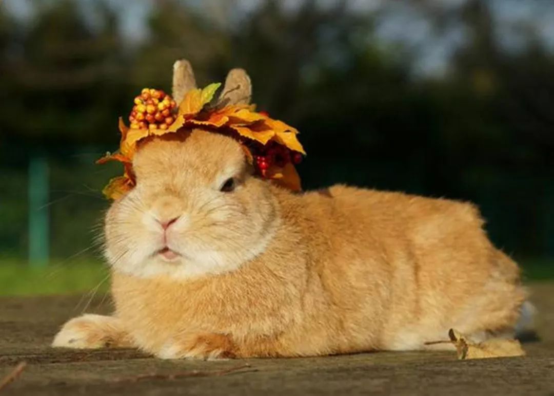 旅发大会旅发大会看山看水看萌宠原来还可以这么玩