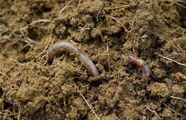 这种动物生活在土中靠吃土壤为生它就是蚯蚓