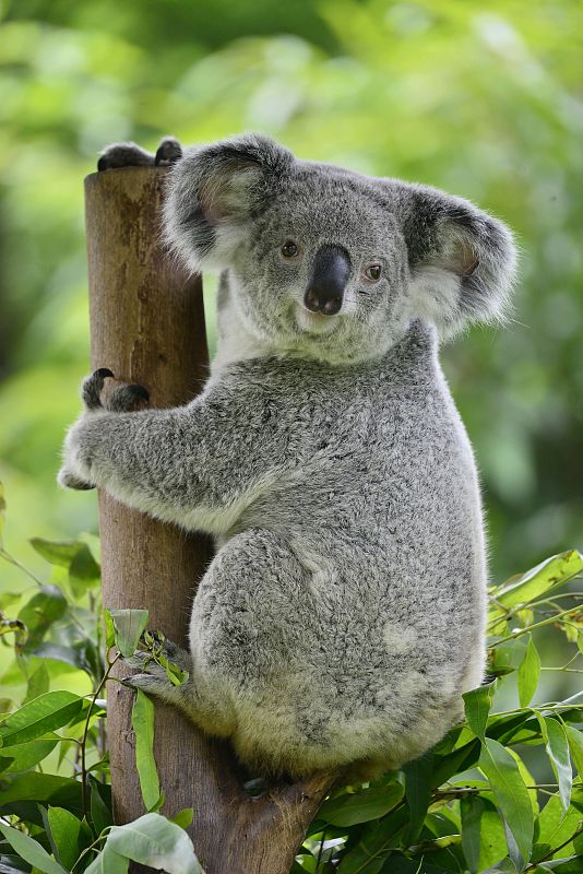 原创在澳大利亚黄金海岸有哪些地方可以和考拉零距离接触地方太多了