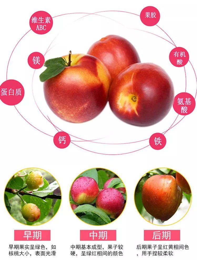 中油27油桃品种特性图片