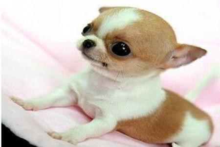 世界上最小的小狗儿图片
