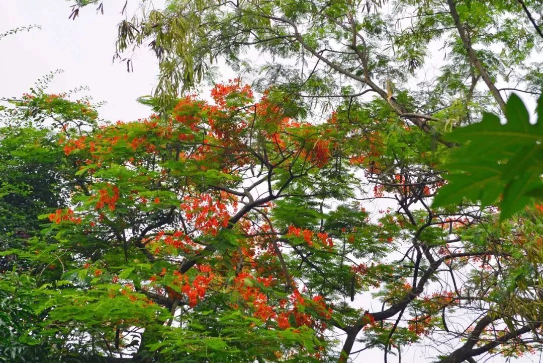 凤凰花开两季(凤凰花开两季什么意思)