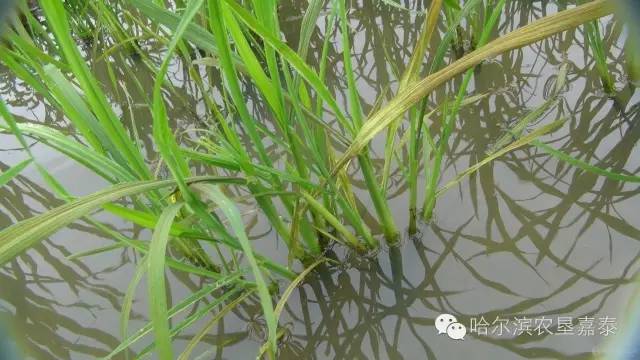 補救措施:淺水追肥,施用含磷較高的葉面肥噴施(如進口諾普豐:46個磷30