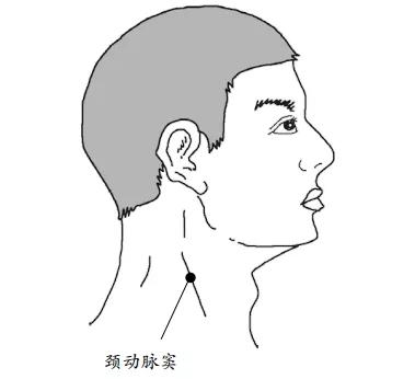 这个"死穴"位于颈部的两侧,专业的叫法是"颈动脉窦".