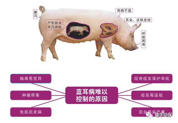 猪蓝耳病症状图片解剖图片