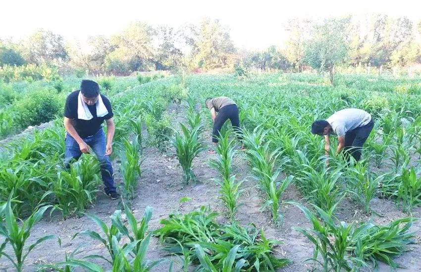 请注意玉米该间苗了间苗时间和方法都在这里