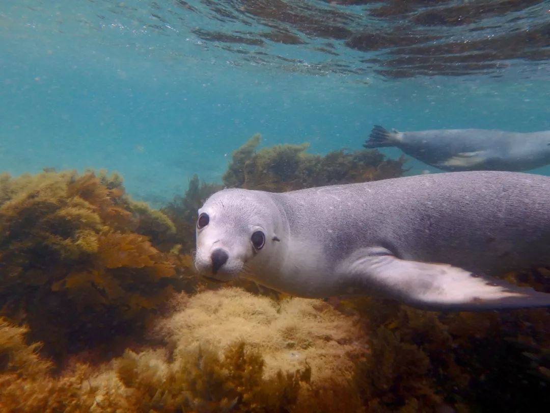 科普澳洲海狮南澳的微笑天使