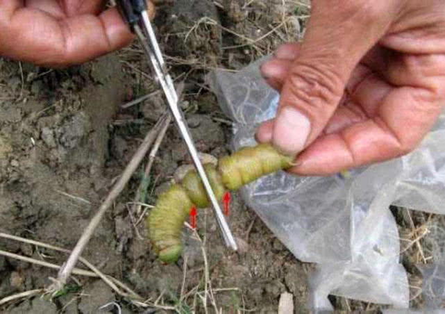 看我是怎样用青虫钓鲶鱼,这种狂拉的感觉只有钓鱼人才懂_地方