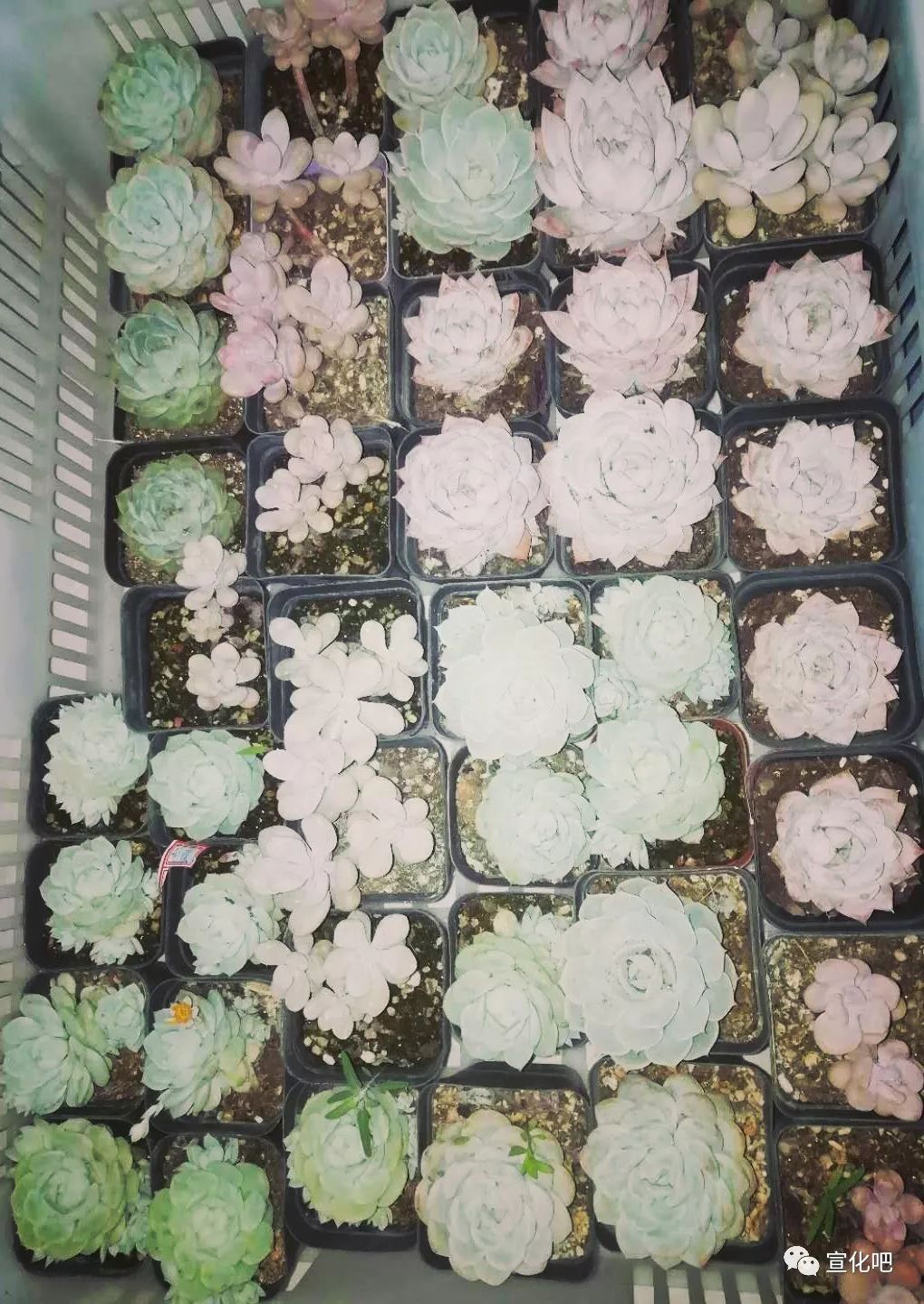 所有人我的古城梦舒客居夏日绘画大赛火热报名中敢提笔你就来