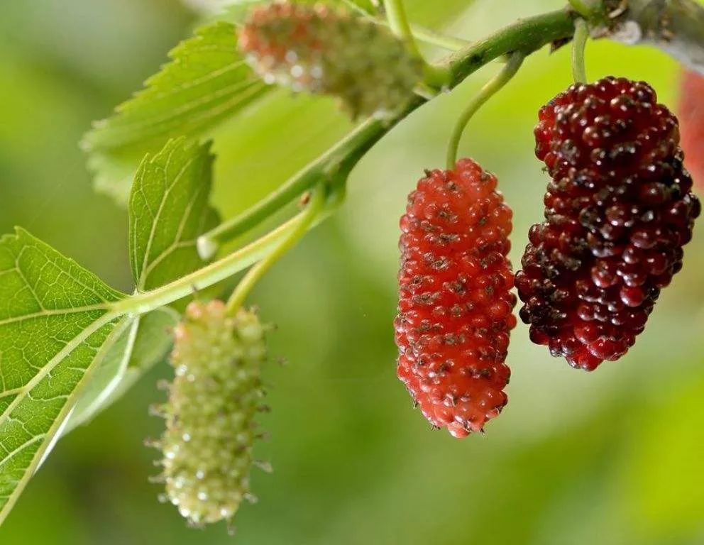 甜蜜新疆之旅行走南疆桑葚为媒