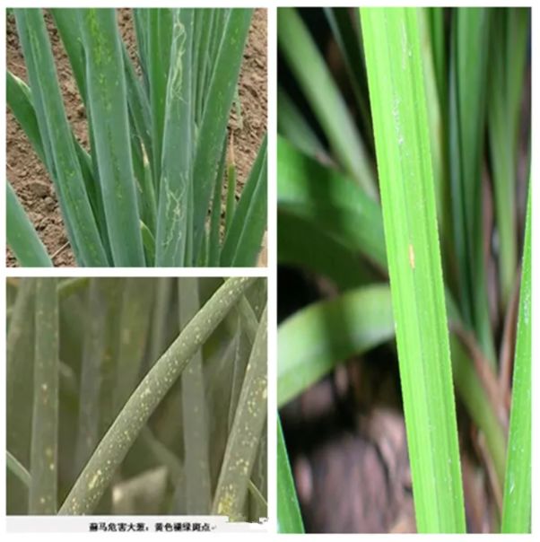 6月中旬韭菜上葱蓟马的数量最多,是危害严重期.