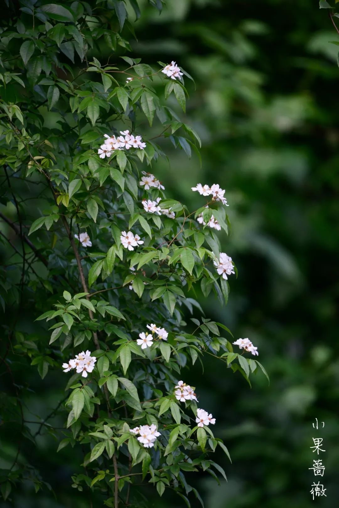 我与春的约定花开自芳菲终