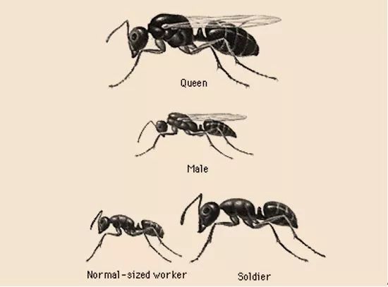蚂蚁的各部分名称图片图片
