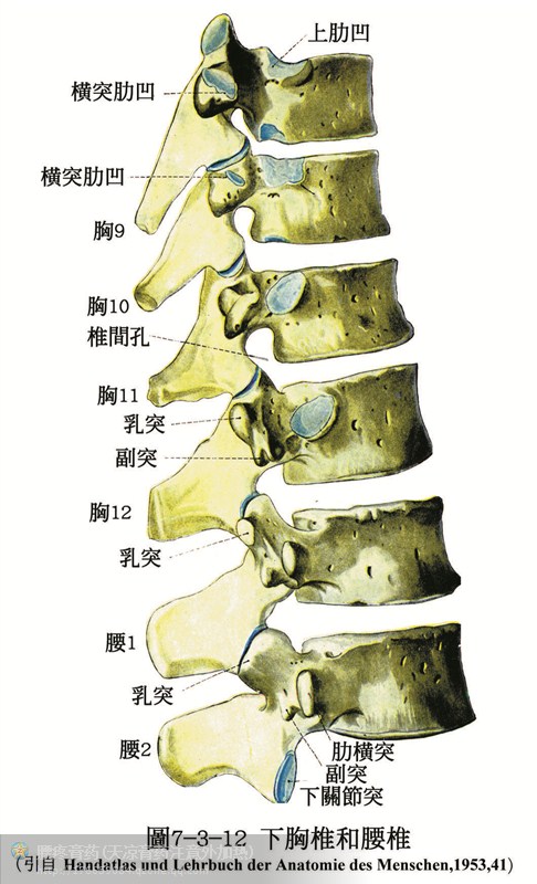 人體解剖骨骼肌肉超全面的套圖