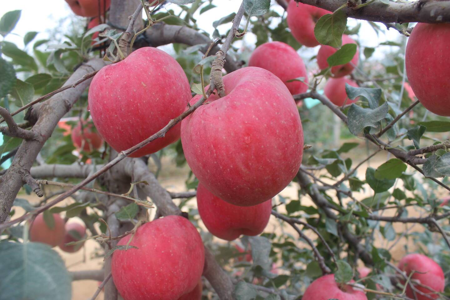 烟富8号上色快,色泽鲜艳