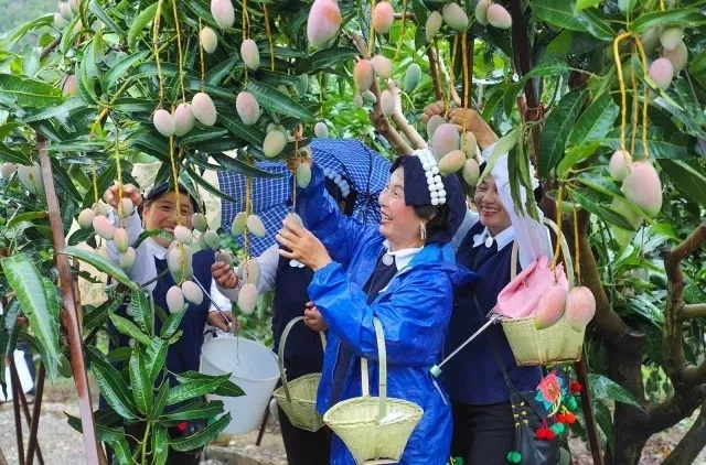 从云南元江2019金芒果旅游文化节开吃