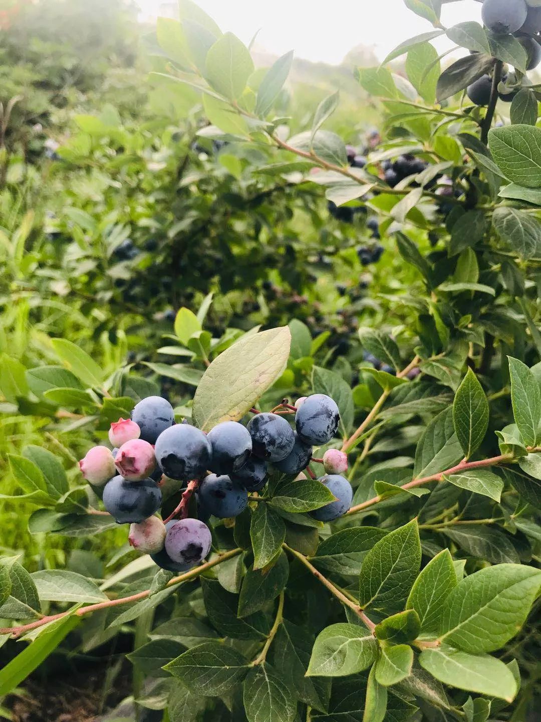 庐江县青年企业家协会走进会员单位安徽皖之蓝蓝莓闸山采摘园