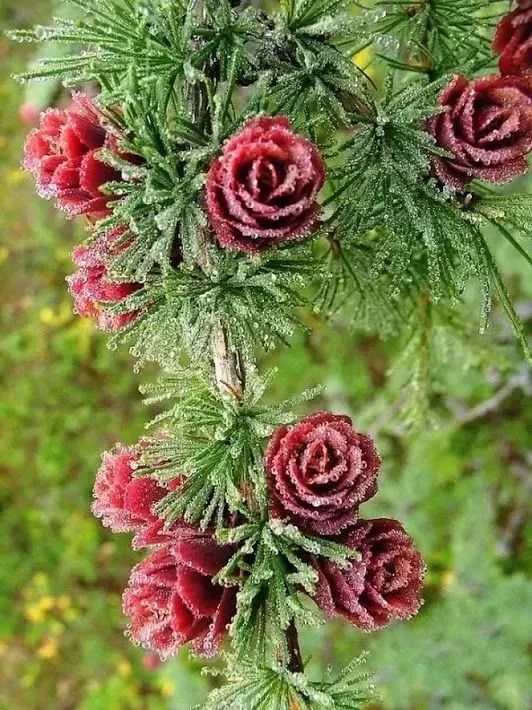 园艺分享天呐太美了松树开花震惊你的双眼