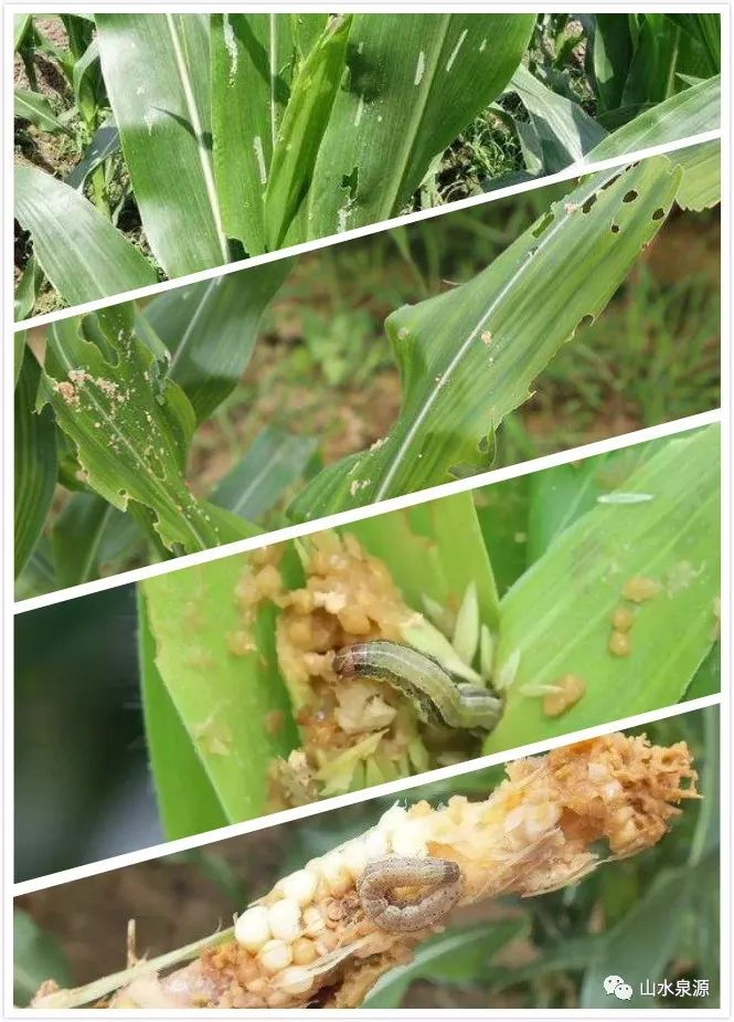防治"粮食杀手"草地贪夜蛾