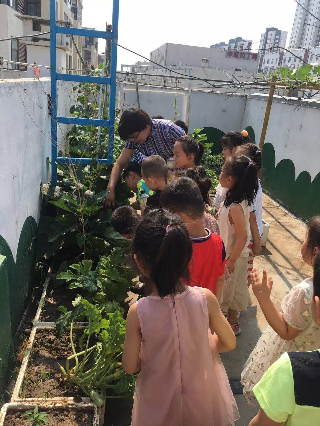 種植園裡歡樂多臨朐中學全福元幼兒園中班級部樓頂種植活動小記