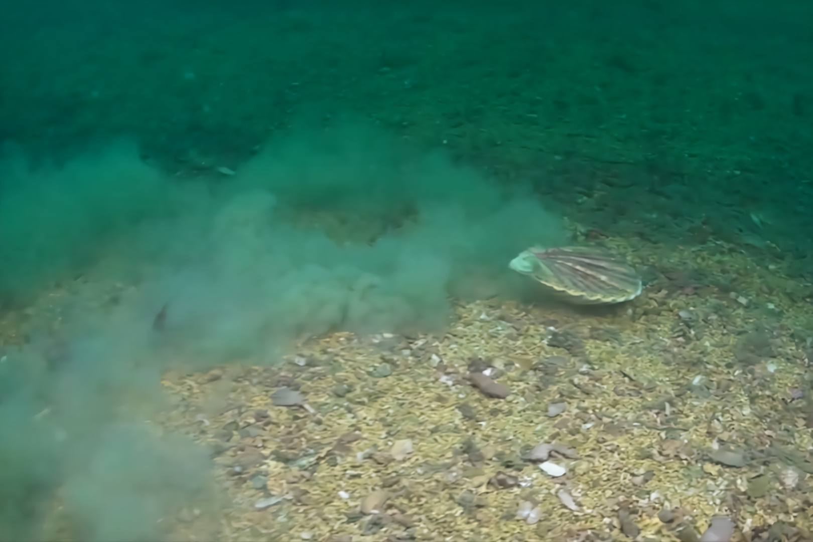 扇贝原来是游泳健将镜头记录扇贝游泳全过程太魔性了