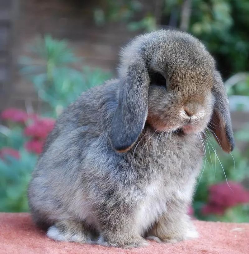 旅发大会旅发大会看山看水看萌宠原来还可以这么玩