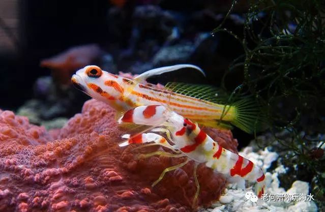 (重发)最全的海水观赏虾知识及饲养注意点_薄荷虾