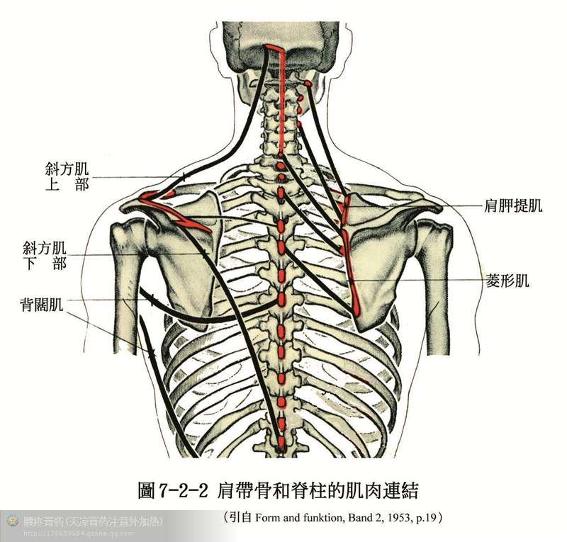 人體解剖骨骼肌肉超全面的套圖