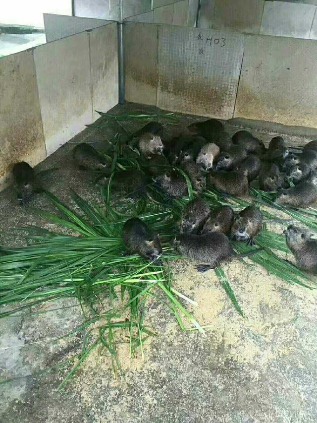 引起海狸鼠口腔炎的原因是什么?