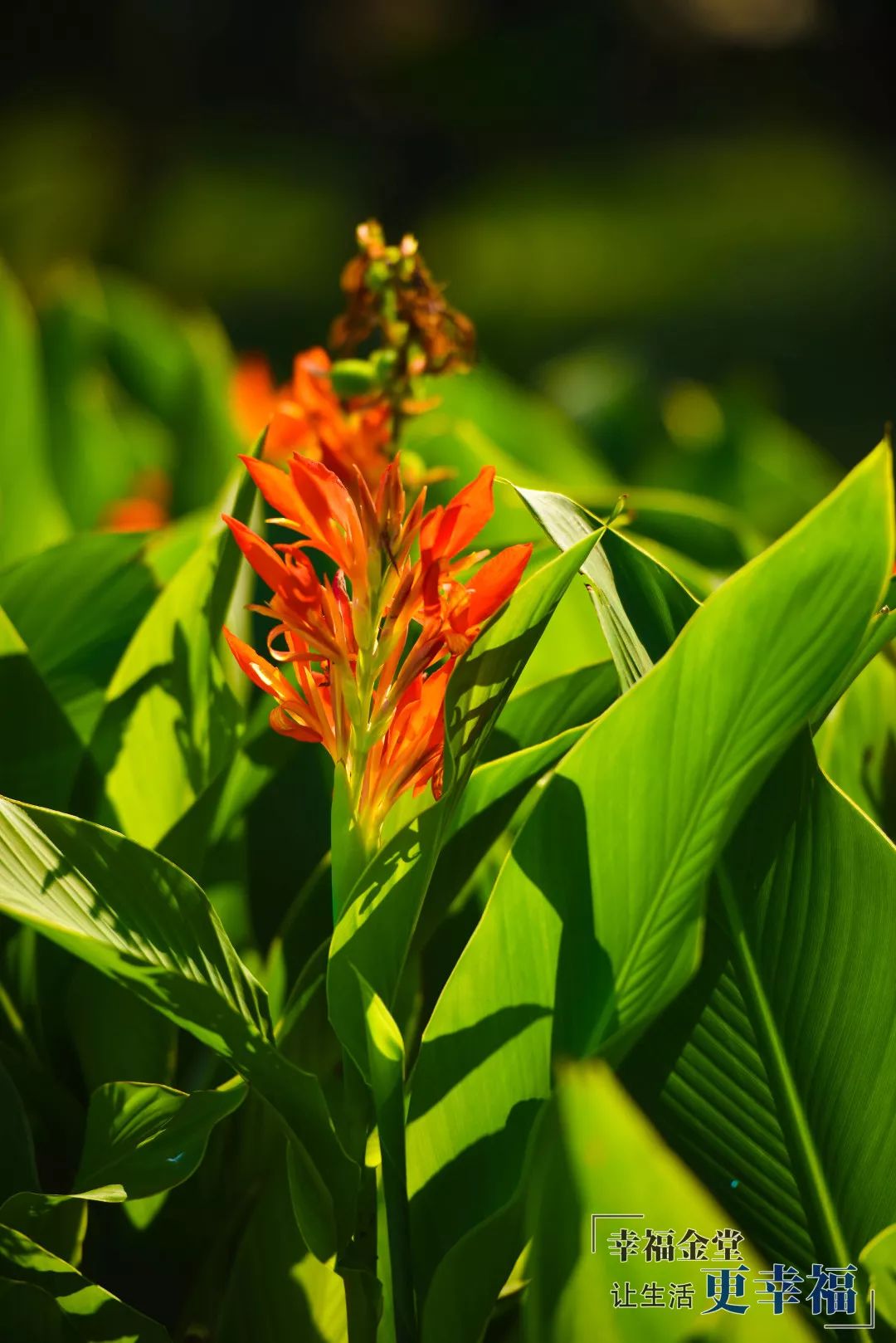 夏花绚丽绿树成荫金堂这个地方花开成海颜值爆表