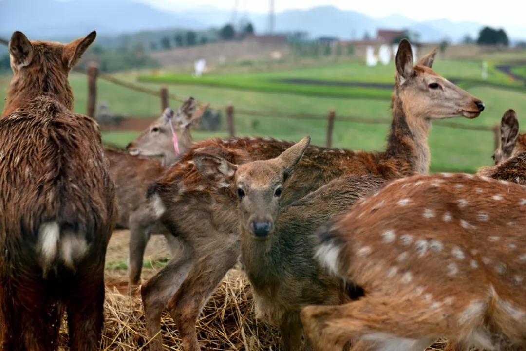 尊禧播报丨万物更新鹿场增添了萌萌的新生命啦