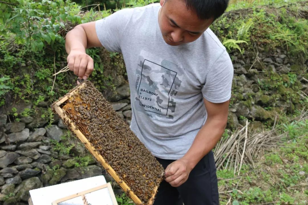 养蜂技术视频全过程 养蜂技术视频播放讲解