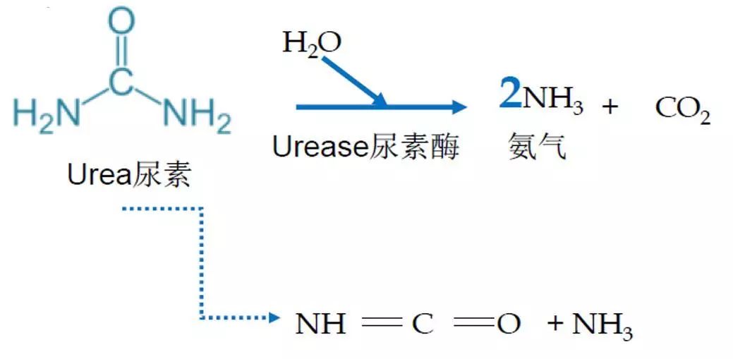 捡猫后,我蹲在猫砂盆一整晚