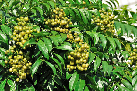 风水师怎样才能让自己的人生过得顺遂福气和好运能够时常相伴