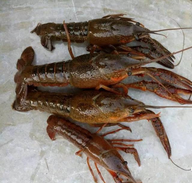小龙虾出血病