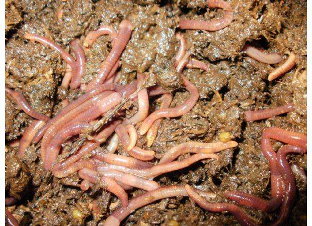 这种动物生活在土中靠吃土壤为生它就是蚯蚓