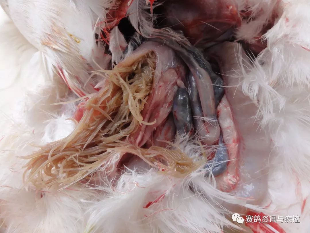 鸽经| 葛斯顿 "奶酪小子"家族大揭秘!_鸽子