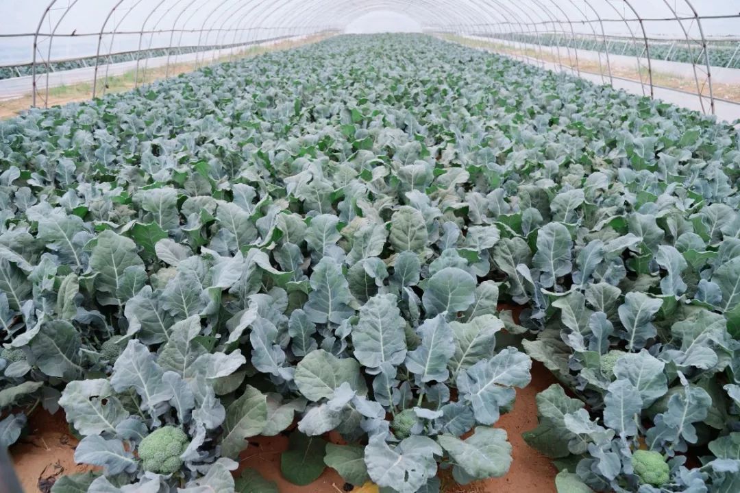 "魏艳芳说道:目前正在采收中其中8个拱棚种植西兰花她承包了