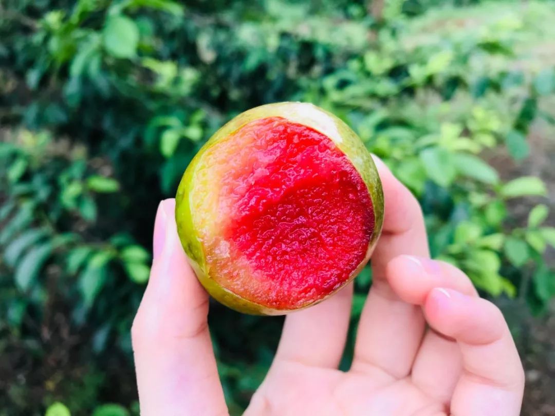 爽脆甜的三华李好吃,它的故乡更好玩!这个夏天,翁源不容错过