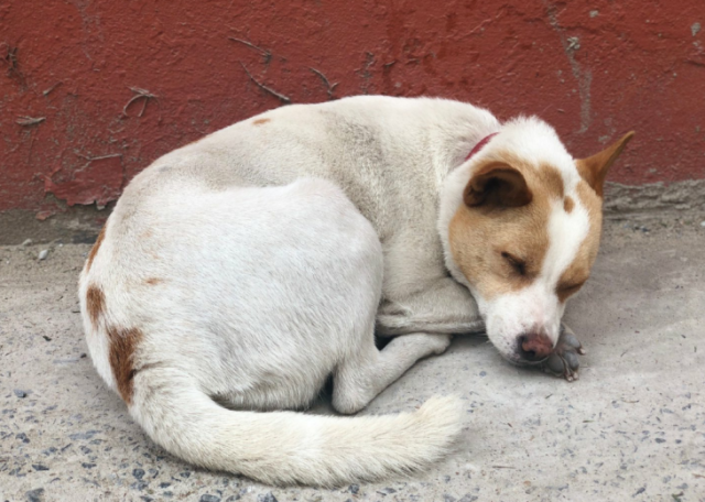 普贝斯狗狗孤独的几种表达方式